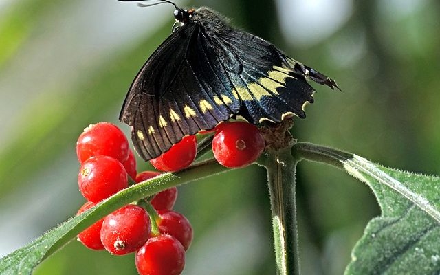 Couleurs de la maison géorgienne