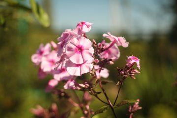 Devrais-je couper mon Phlox après sa floraison ?