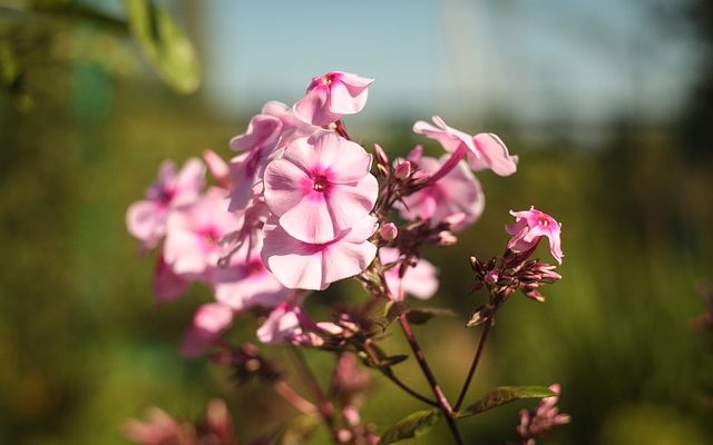 Devrais-je couper mon Phlox après sa floraison ?