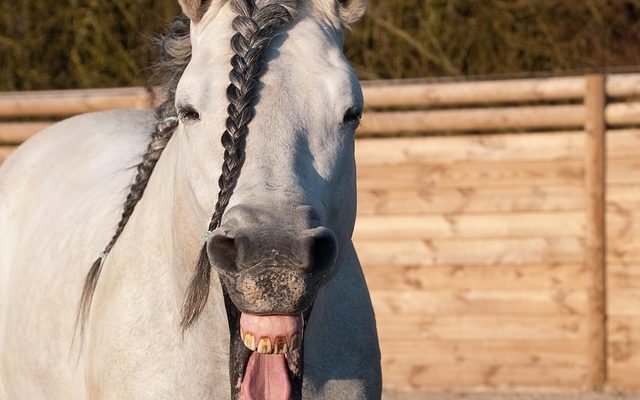 Différents styles de tressage de chevaux