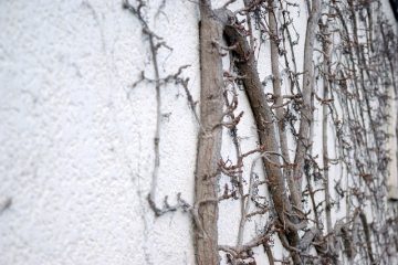 Est-ce qu'une vigne vierge vierge fait mal à une maison ?