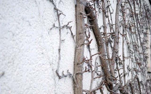 Est-ce qu'une vigne vierge vierge fait mal à une maison ?