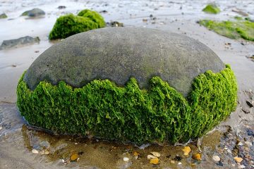 Faits sur les algues marines pour les enfants