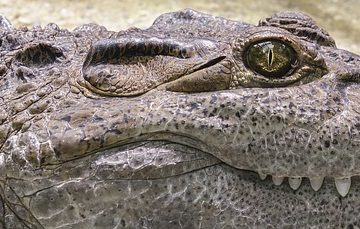 Faits sur les crocodiles d'eau salée pour les enfants