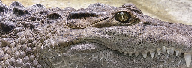 Faits sur les crocodiles d'eau salée pour les enfants