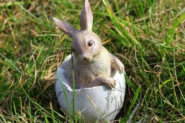 Habitat naturel du lapin