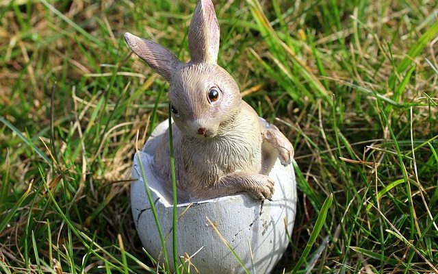 Habitat naturel du lapin