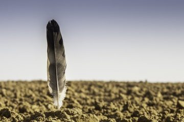 Le coût moyen d'un yard de terre végétale