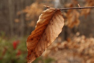 Les troubles sinusaux peuvent-ils causer des étourdissements ?