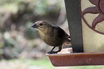 Mangeoires pour oiseaux en carton de lait en plastique fait maison