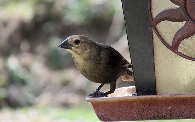 Mangeoires pour oiseaux en carton de lait en plastique fait maison