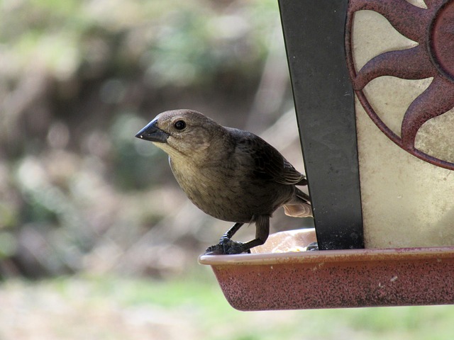mangeoire oiseaux fait maison mangeoire oiseau fait maison ventana mangeoire oiseaux fait maison mangeoire oiseau fait maison ventana