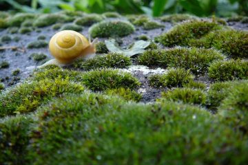 Mucus vert chez les enfants