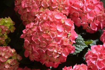 Plantation d'accompagnement pour les hortensias