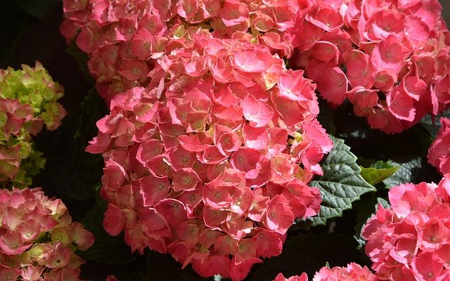 Plantation d'accompagnement pour les hortensias