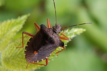 Pourquoi ai-je des insectes dans ma maison ?