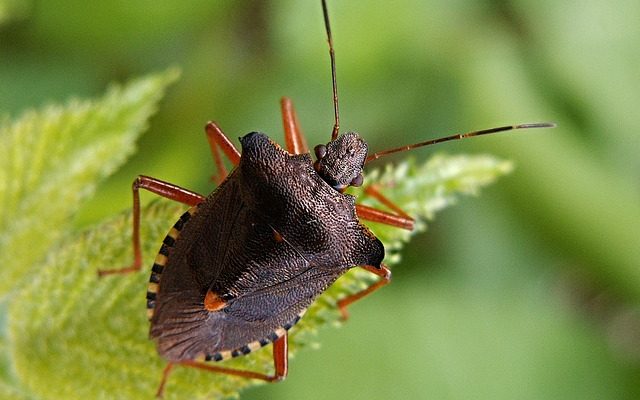 Pourquoi ai-je des insectes dans ma maison ?