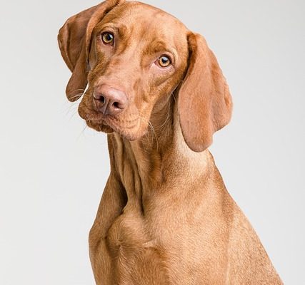 Pourquoi le nez de mon chien est sec et craquelé ?