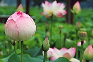 Pourquoi les plantes du désert ont-elles besoin de longues racines ?