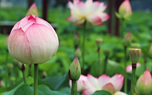 Pourquoi les plantes du désert ont-elles besoin de longues racines ?