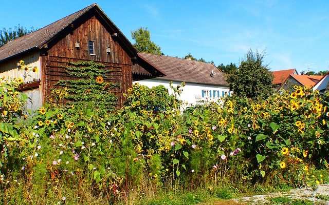 Pruniers d'Espalier