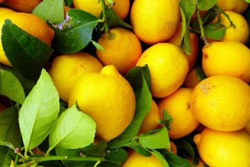 Quand les citronniers produisent-ils des fruits ?