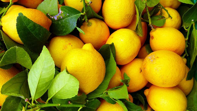 Quand les citronniers produisent-ils des fruits ?
