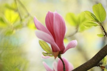 Quand les fleurs de magnolia fleurissent-elles ?