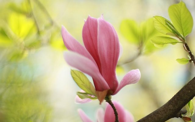 Quand les fleurs de magnolia fleurissent-elles ?