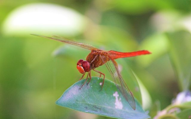 Quels facteurs influencent la biodiversité d'un écosystème ?