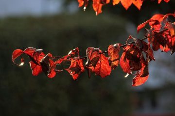 Qu'est-ce qui fait brunir les feuilles de fraisier ?