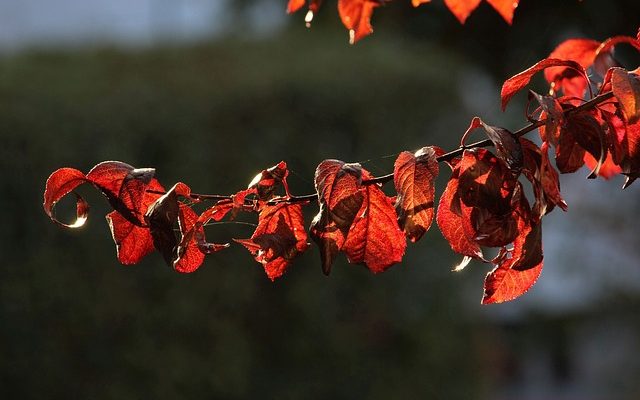 Qu'est-ce qui fait brunir les feuilles de fraisier ?