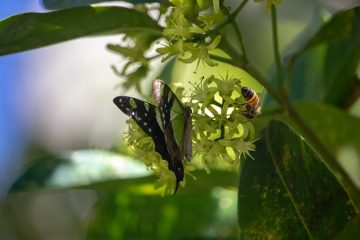 Qu'est-ce qui mange mes feuilles de haricot ?