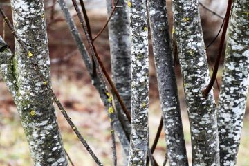 Remède à domicile pour le bois teinté à l'eau