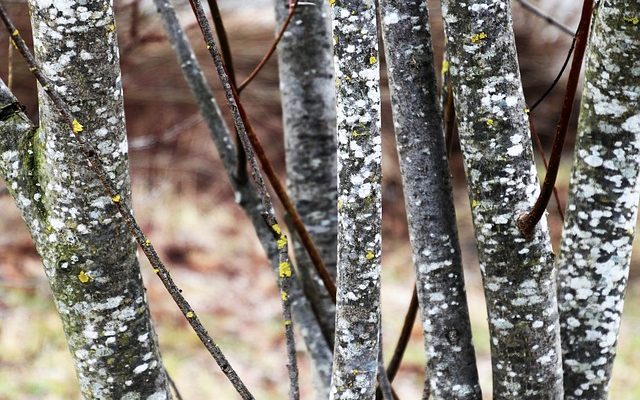 Remède à domicile pour le bois teinté à l'eau