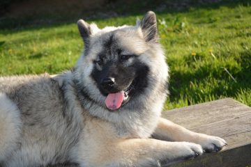 Remède à la maison de soulagement de gaz pour les chiens