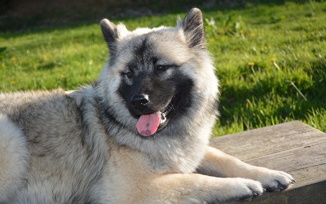 Remède à la maison de soulagement de gaz pour les chiens