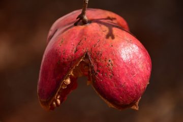 Remèdes à la maison pour faire revivre les plantes mourantes