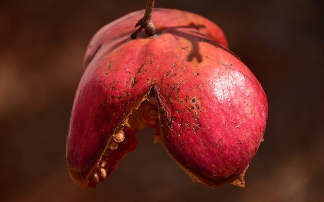 Remèdes à la maison pour faire revivre les plantes mourantes