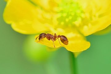 Remèdes maison pour se débarrasser des fourmis volantes