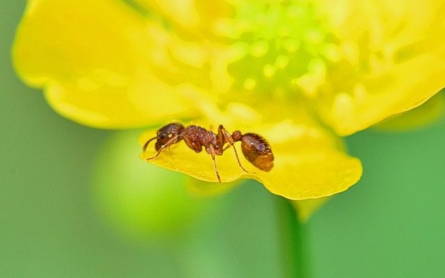 Remèdes maison pour se débarrasser des fourmis volantes