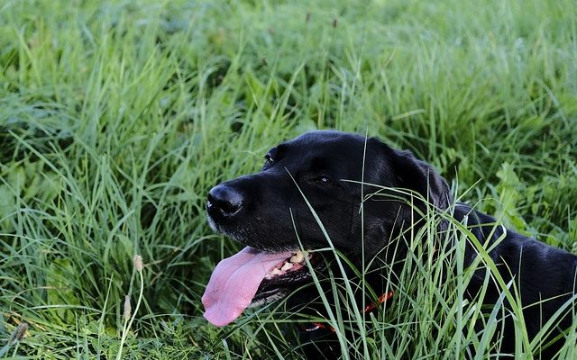 Respiration anormale chez les chiens