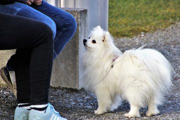 Soutien de jambe de bricolage pour chiens