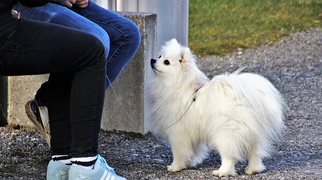 Soutien de jambe de bricolage pour chiens