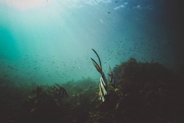 Types de poissons meuniers