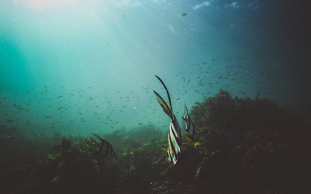 Types de poissons meuniers