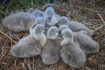 Adaptations des poulets