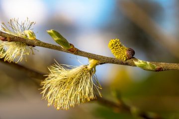 Allergies aux chiens de Westie