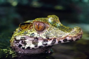 Animaux en voie de disparition dans la savane