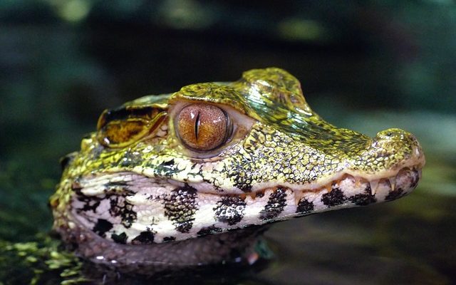 Animaux en voie de disparition dans la savane